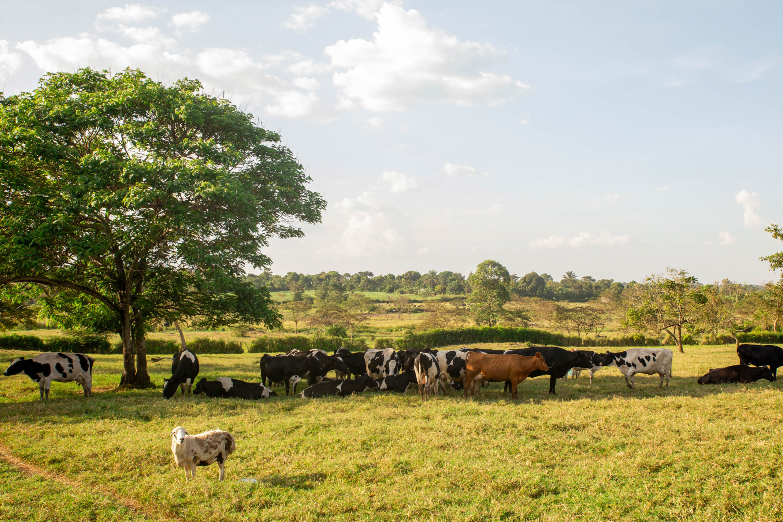Farm tourism experience